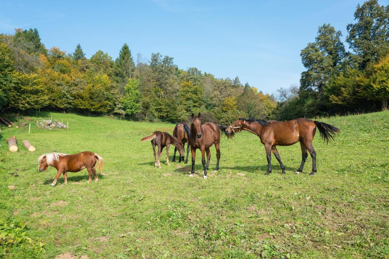 Apartment Zynga - Stud Farm Sentvid Pri Sticni Bagian luar foto